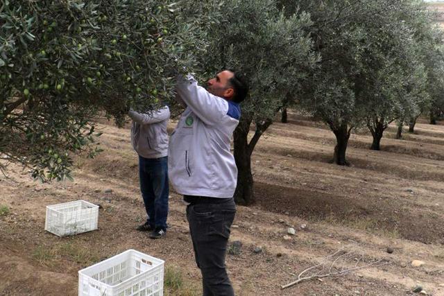 فیلم| کشت قراردادی زیتون؛ گامی نو در توسعه کشاورزی گلستان