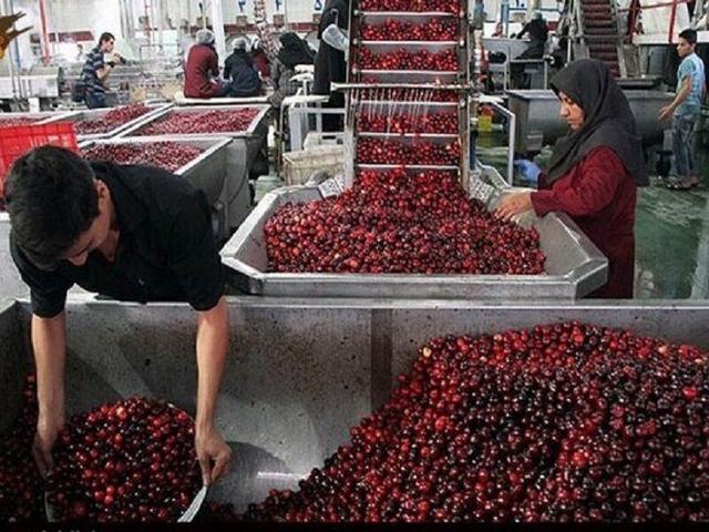 ۲۹۰ پروانه بهره‌برداری صنایع تبدیلی کشاورزی در اردبیل صادر شد