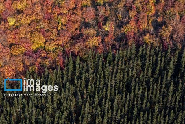 «سُرخدار» را زنده میخواهیم