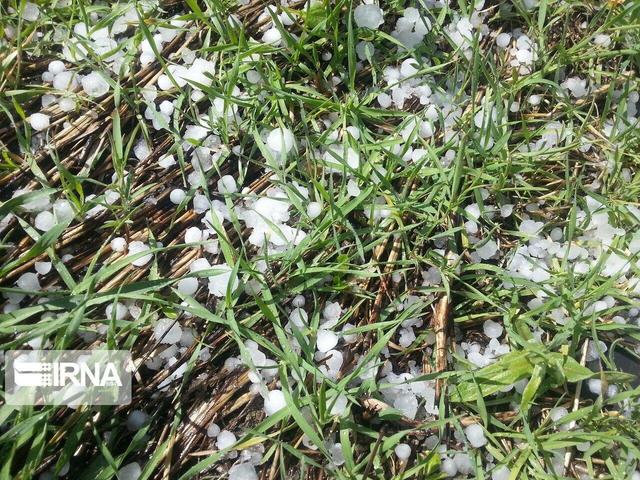 ۲۶ میلیارد ریال از خسارت تگرگ و سرمازدگی کشاورزان مهاباد جبران شد