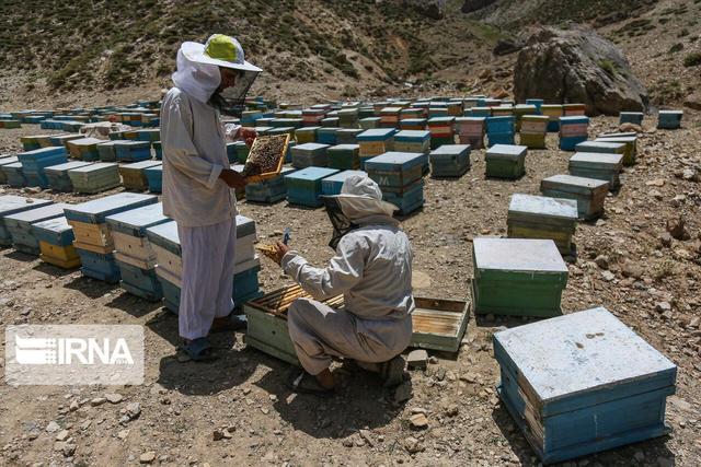 شیرینی اشتغال در کندوهای ایلام؛ فعالیت چهار هزار زنبوردار
