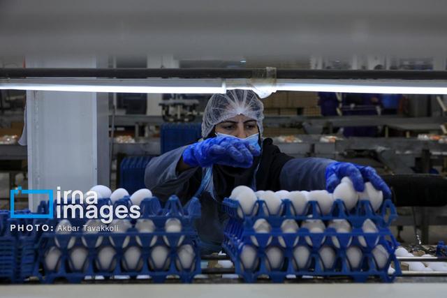 قم، پیشتاز در تأمین امنیت غذایی کشور با تولید ۱۸۷ هزار تُن محصولات دامی