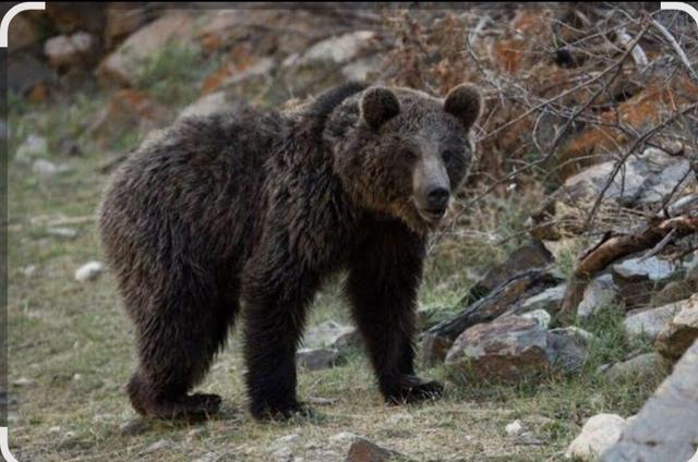 مشاهده خانواده خرس قهوه‌ای در دنا+ فیلم