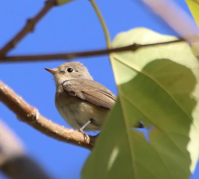 گونه مگسگیر سینهسرخ در کردستان ثبت شد