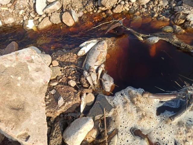 دلیل تلفات آبزیان در یکی از زهکشهای اندیمشک در حال ارزیابی است