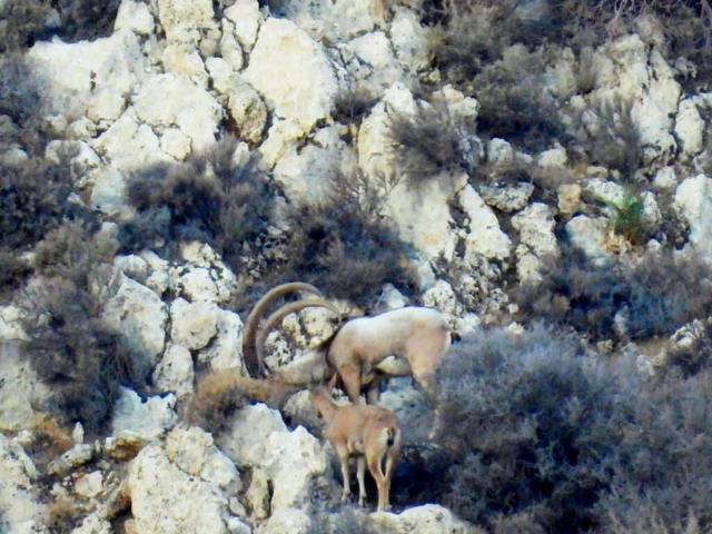 سرشماری حیات وحش، پایه برنامه‌ریزی علمی برای ارتقای زیستگاه‌ها و تنوع زیستی است