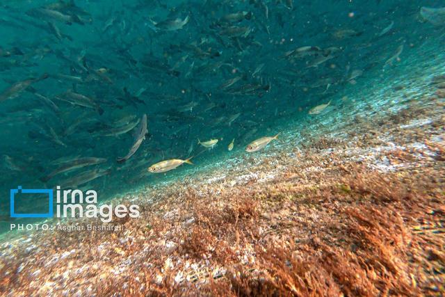 جزیره قشم آزمایشگاهی طبیعی برای توسعه پایدار اکوسیستم‌های دریایی است