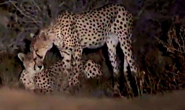 مشاهده ۶ یوزپلنگ آسیایی در میاندشت خراسانشمالی