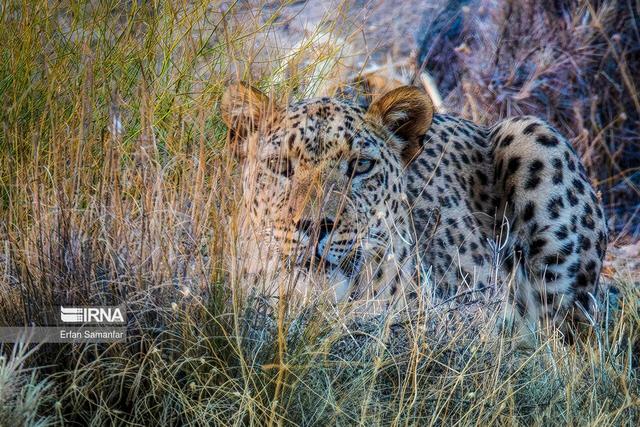 پلنگ به دامهای روستای دشتزاغ هرمزگان حمله کرد