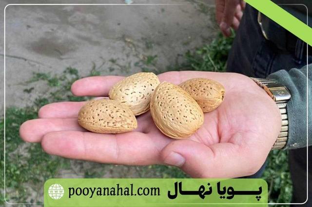 فروش ویژه گران قیمت ترین نهال بادام دنیا؛ نهال بادام پویا