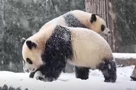 ویدیوی بامزه از خوشحالی پیرترین پاندای چین از آمدن برف