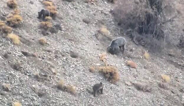 فیلم/ مشاهده خرس قهوهای و دو تولهاش در منطقه حفاظت شده دنا