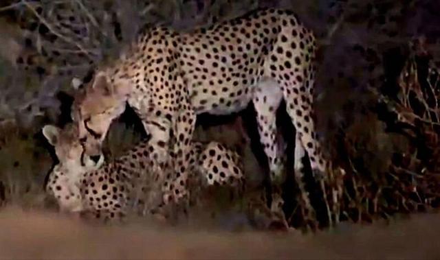 مشاهده ۶ یوزپلنگ آسیایی در میاندشت خراسان‌شمالی