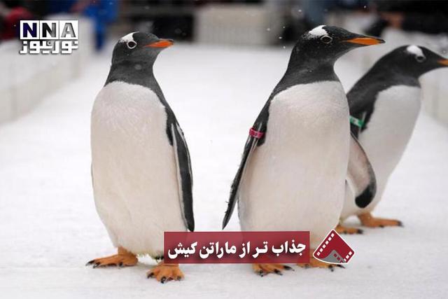 نورنما | جذابتر از مارتن کیش