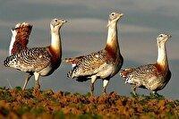 سالن پرواز گونه میش‌مرغ به زودی به بهره‌برداری می‌رسد