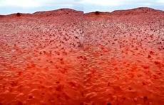 زیبایی بارش باران روی خاک قرمز جزیره هرمز (فیلم)