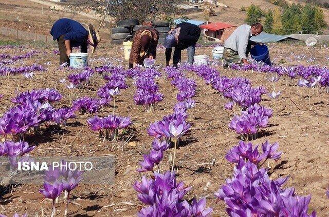 برداشت بیش از ۲ تن زعفران خشک در نطنز 
