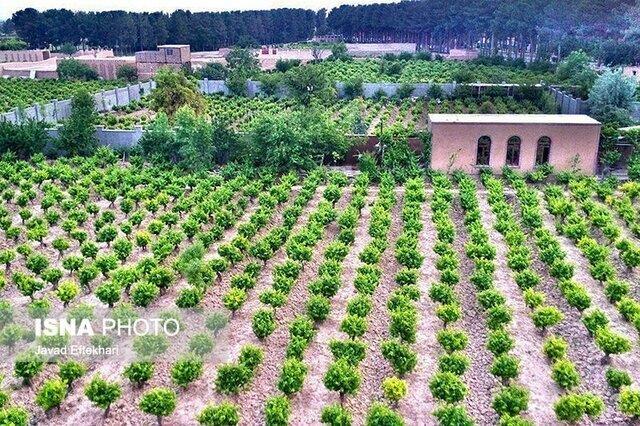 دلالی و خامفروشی مهمترین محصولات خلیلآباد در سایه فقدان کارخانههای فرآوری