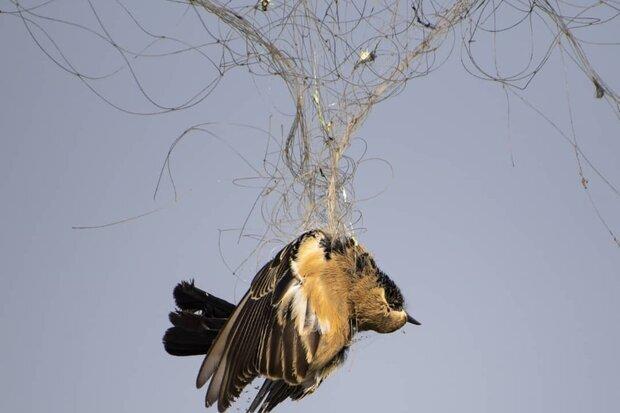 ممنوعیت هرگونه شکار پرندگان وحشی در زیستگاههای گیلان