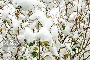 برف و باران همه کشور را فرا میگیرد