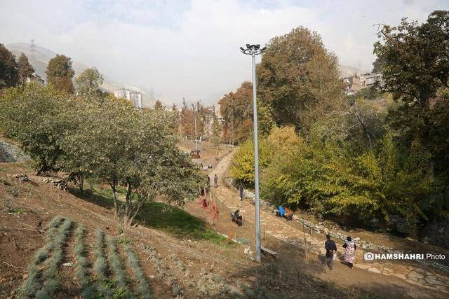 پاتوق ورزشکاران پایتخت بیشتر شد| ورزش میان درختان و رودها