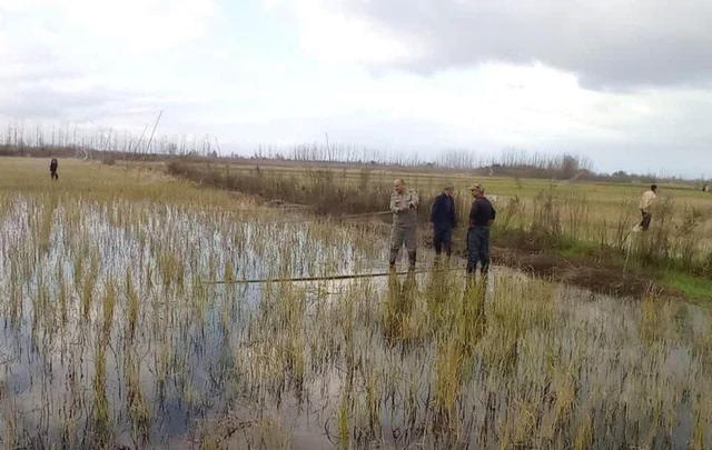 مممنوعیت شکار پرندگان وحشی در گیلان؛ ۴۲ رشته دام هوایی جمع آوری شد