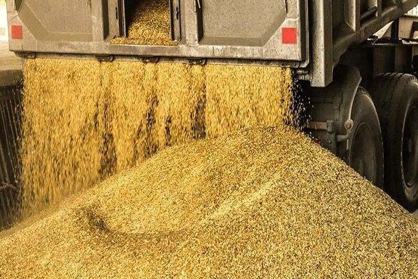 توزیع نهادههای دامی از بندر امام ۱۶ درصد رشد کرد