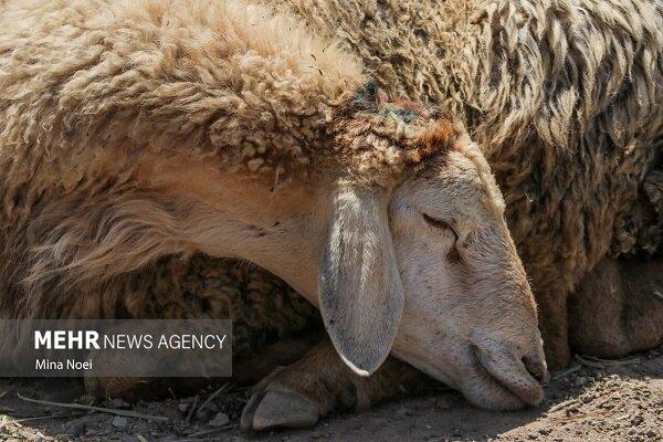خانزاده:۱۴۳ رأس گوسفند فاقد مجوز حمل در شهرستان کاشمر توقیف شد