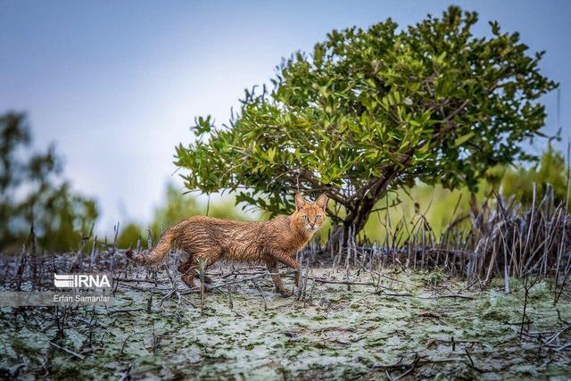 دنیای وحش خراسان شمالی زیر لنز رباتهای پرنده