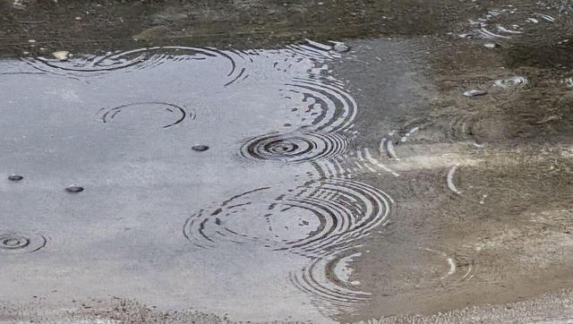 بارندگیهای سال زراعی جاری در قصرشیرین ۶۰ درصد افزایش داشته است