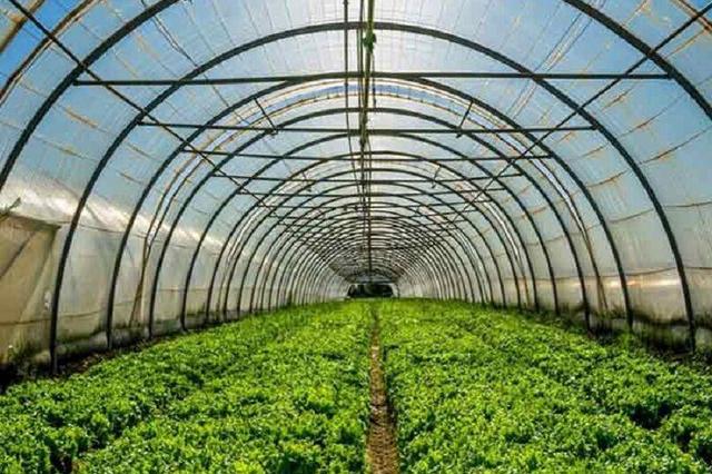 کم‌آبی؛ مانع اصلی توسعه گلخانه‌ها در خراسان جنوبی