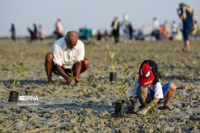 تولید ۵۵۰ میلیون اصله نهال برای تحقق کاشت یک میلیارد درخت در کشور
