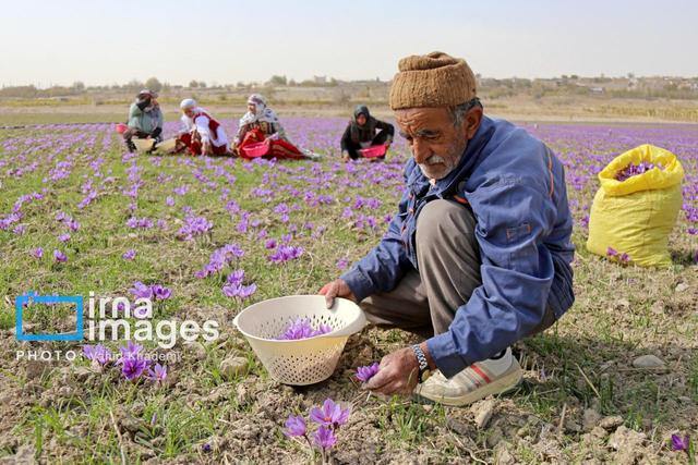 تولید زعفران در رُشتخوار خراسان رضوی ۳۸ درصد کاهش یافت