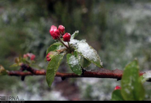 هشدار هواشناسی کشاورزی در سمنان؛ بهره‌برداران برای ناپایداری‌های جوی آماده باشند