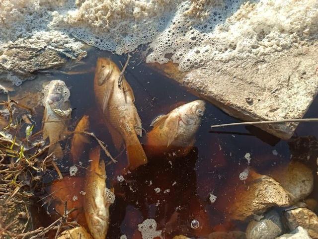 محیط زیست: عامل تلفات آبزیان در اندیمشک پساب شهرک صنعتی بود