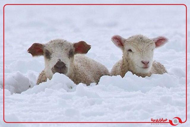 گیر افتادن گوسفندان زیر برف یک متری در رابر کرمان