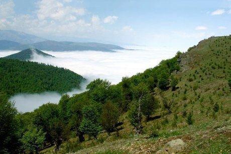 برگزاری نشست تخصصی «بررسی عوامل زوال بلوط در جنگل‌های زاگرس» در ایلام 