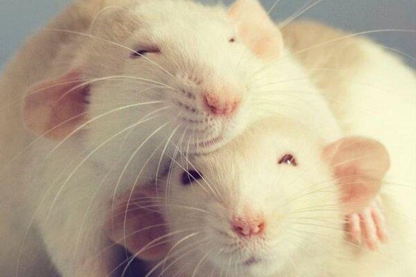 پرسه چندشآور یک موش میان سینیهای قنادی + فیلم