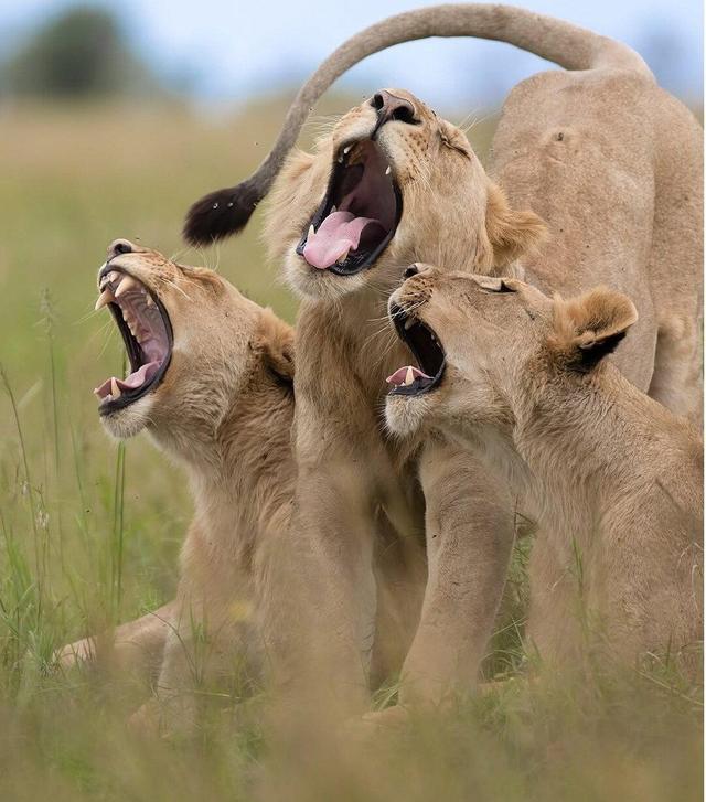 وقتی حیوانات هم شوخی‌شان می‌گیرد