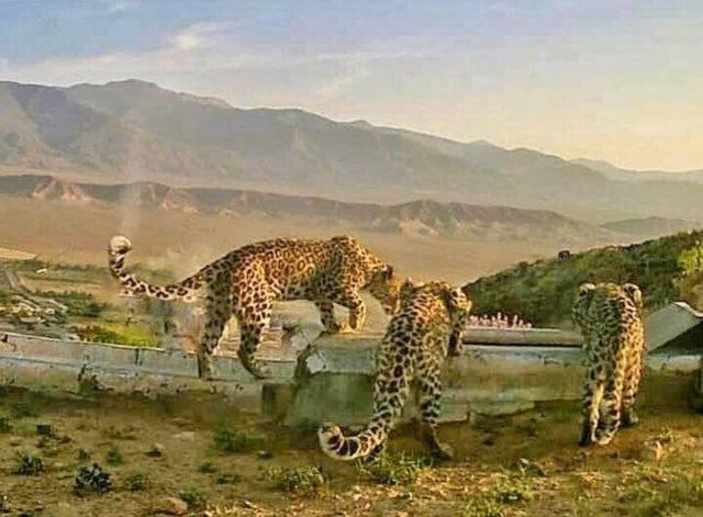 مشاهده ۳ قلاده پلنگ ایرانی در منطقه حفاظت شده بوزین و مرخیل پاوه