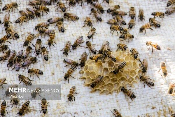 محمدزاده: ۲۱۸کیلو گرم ژل رویال سطح تولید استان خراسان شمالی است