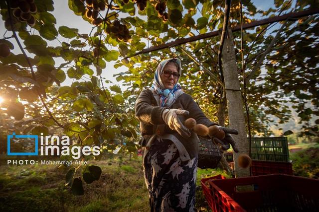 صادرات، پایان خوش محصولات کشاورزی شناسنامه‌دار مازندران