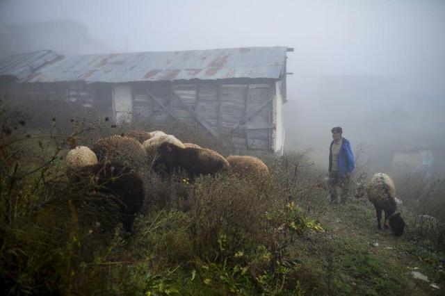 راهکارهای فوری دامپزشکی مازندران برای نجات دام و طیور از سرما