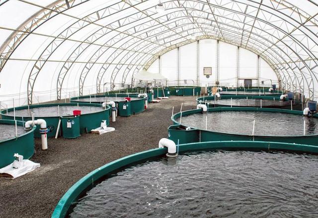 کردستان به قطب تولید ماهیان زینتی غرب کشور تبدیل می شود