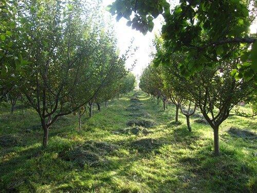 باغداران مراقب باشند؛ بهار زودرس در راه است!