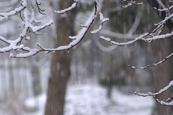 فیلم/ بارش برف در برخی نقاط تهران