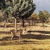 بررسی عملکرد مرکز تکثیر گوزن زرد ایرانی و روند احیای دریاچه ارومیه