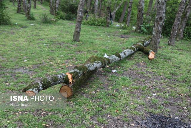 دستگیری فرد متخلف قطع غیرمجاز درختان در منطقه حفاظت‌ شده سرخ‌آباد