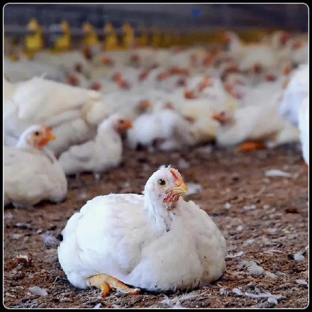 مدیر جهاد کشاورزی ایلام: جوجه‌ریزی در مرغداری‌های استان ۲۶.۲ درصد رشد داشته است