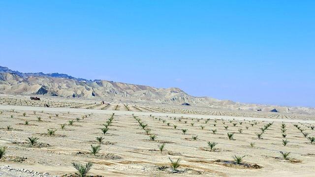 فیلم| نخلستان پُلپُلک بشاگرد زیر باران‌